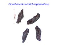 Siccobaccatus dolichospermaticus.jpg